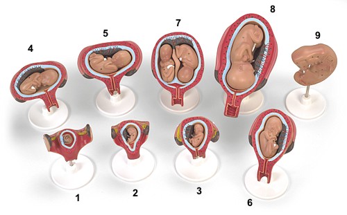 embryo-3